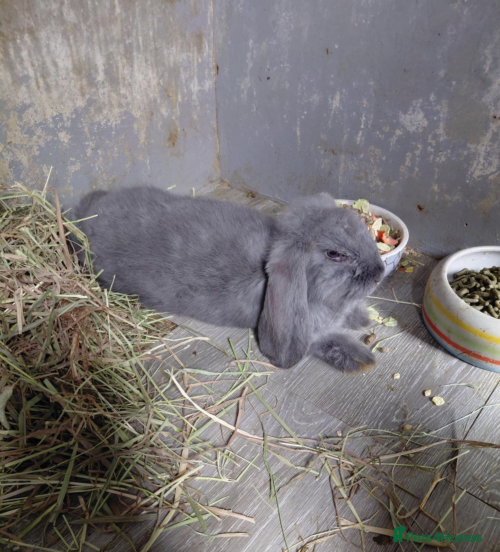 French Lop rabbits Vaccinated last blue female ready now  - Advert 1