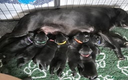 Labrador Retriever dogs for sale: KC, very cute Black labrador Show Type. READY KNOW in Ferryhill - Image 12