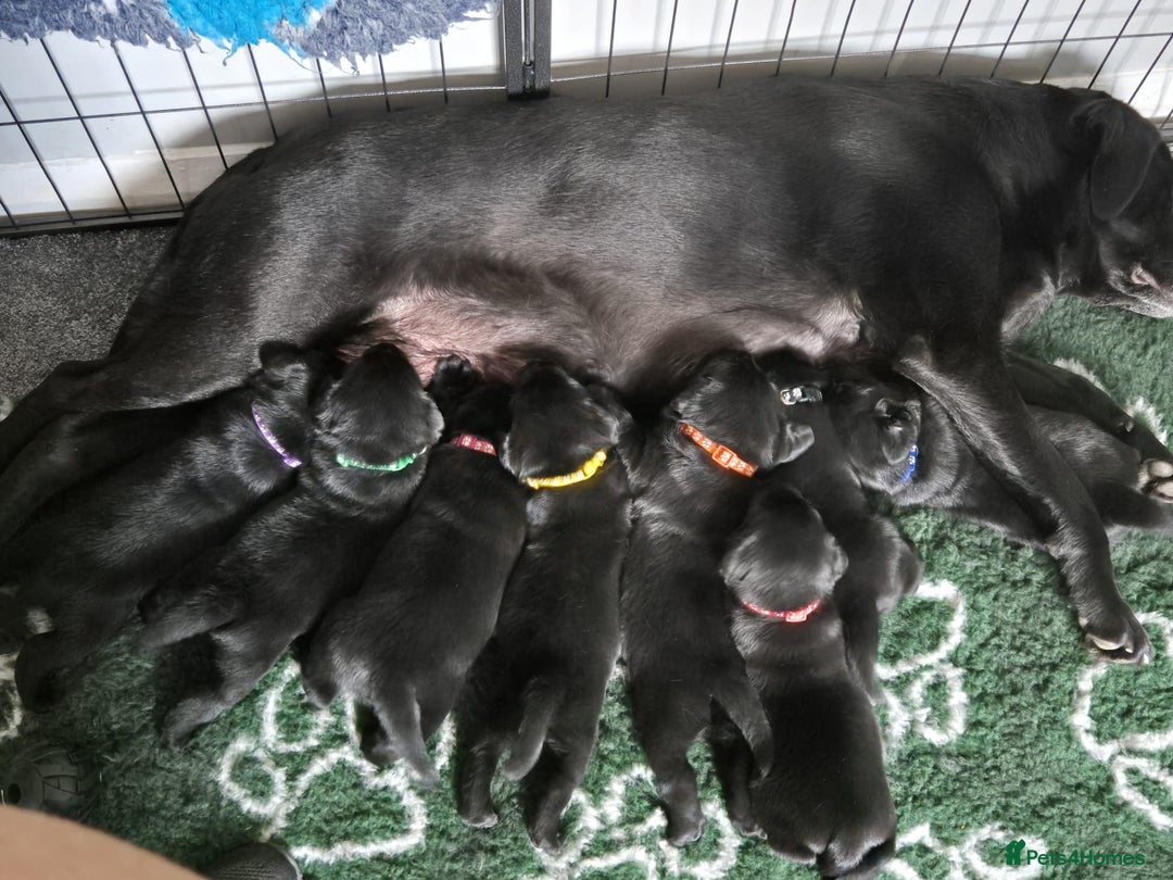 Labrador Retriever dogs for sale: KC, very cute Black labrador Show Type. READY KNOW in Ferryhill - Image 12