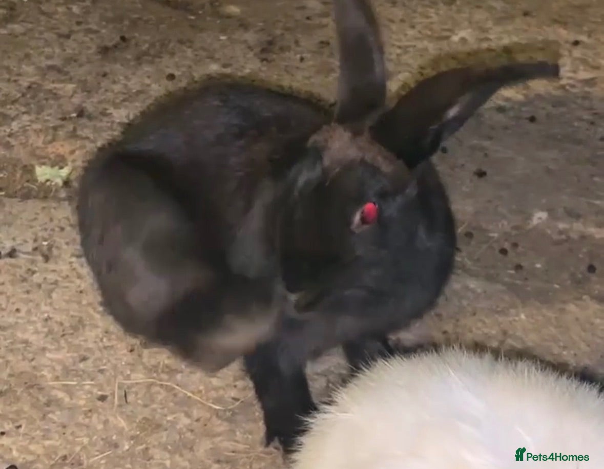 Alaska rabbits 2 year old black Alaskan rabbit  - Advert 2