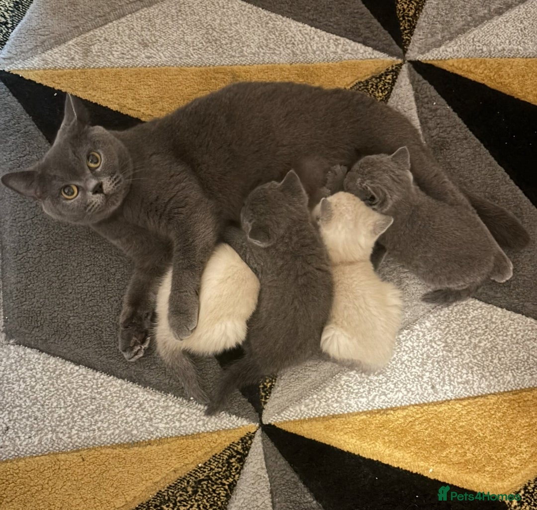British Shorthair cats for sale: British shorthair kittens  - Image 7