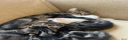 Khao Manee cats for sale: 3 Kittens  in Horley - Advert 2