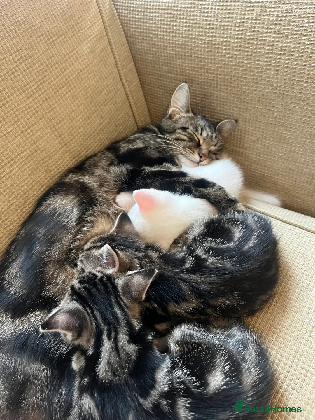 Khao Manee cats for sale: 3 Kittens  in Horley - Advert 2
