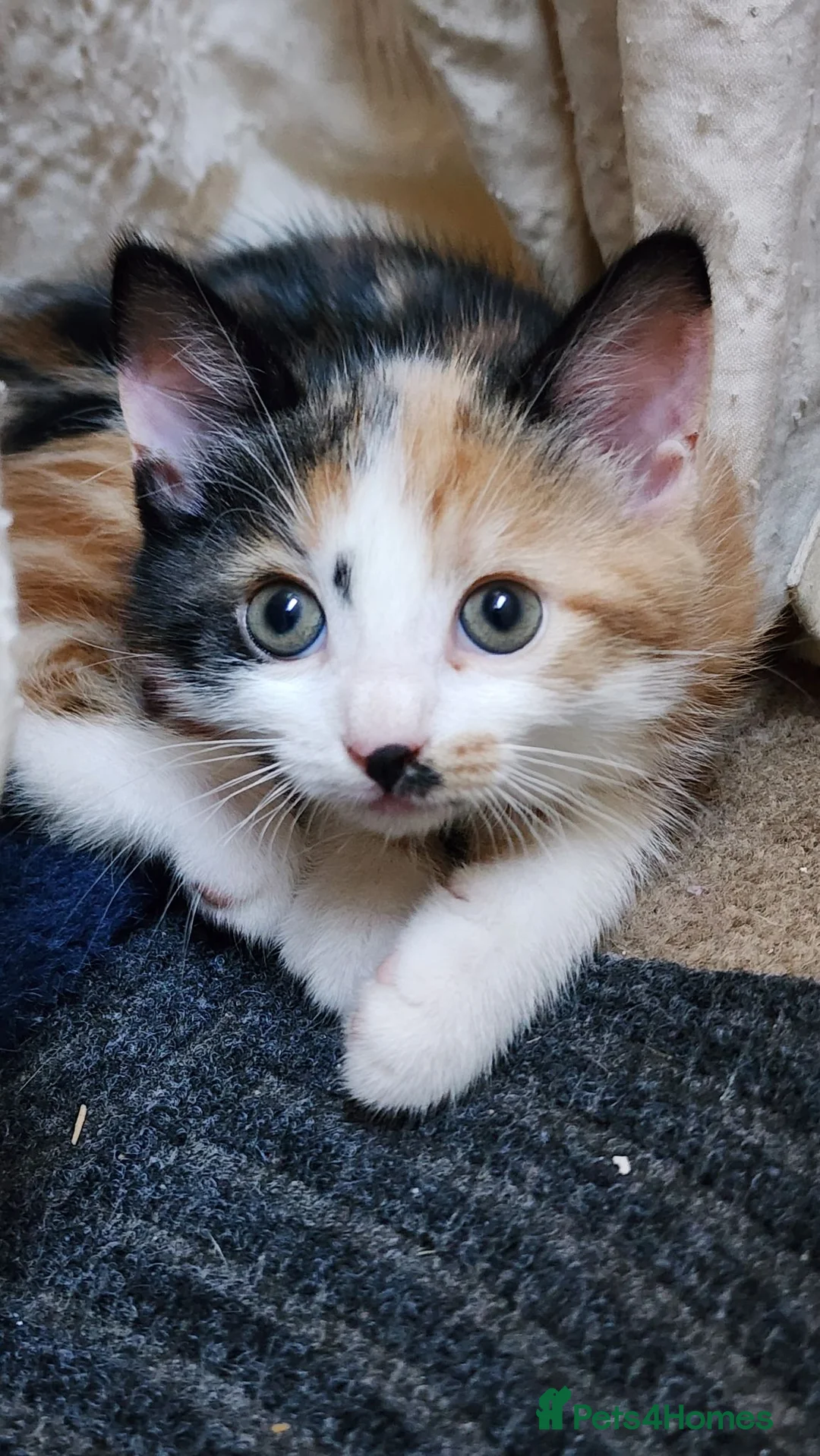 Mixed Breed cats for sale: Kittens ready to go in Frome - Advert 8