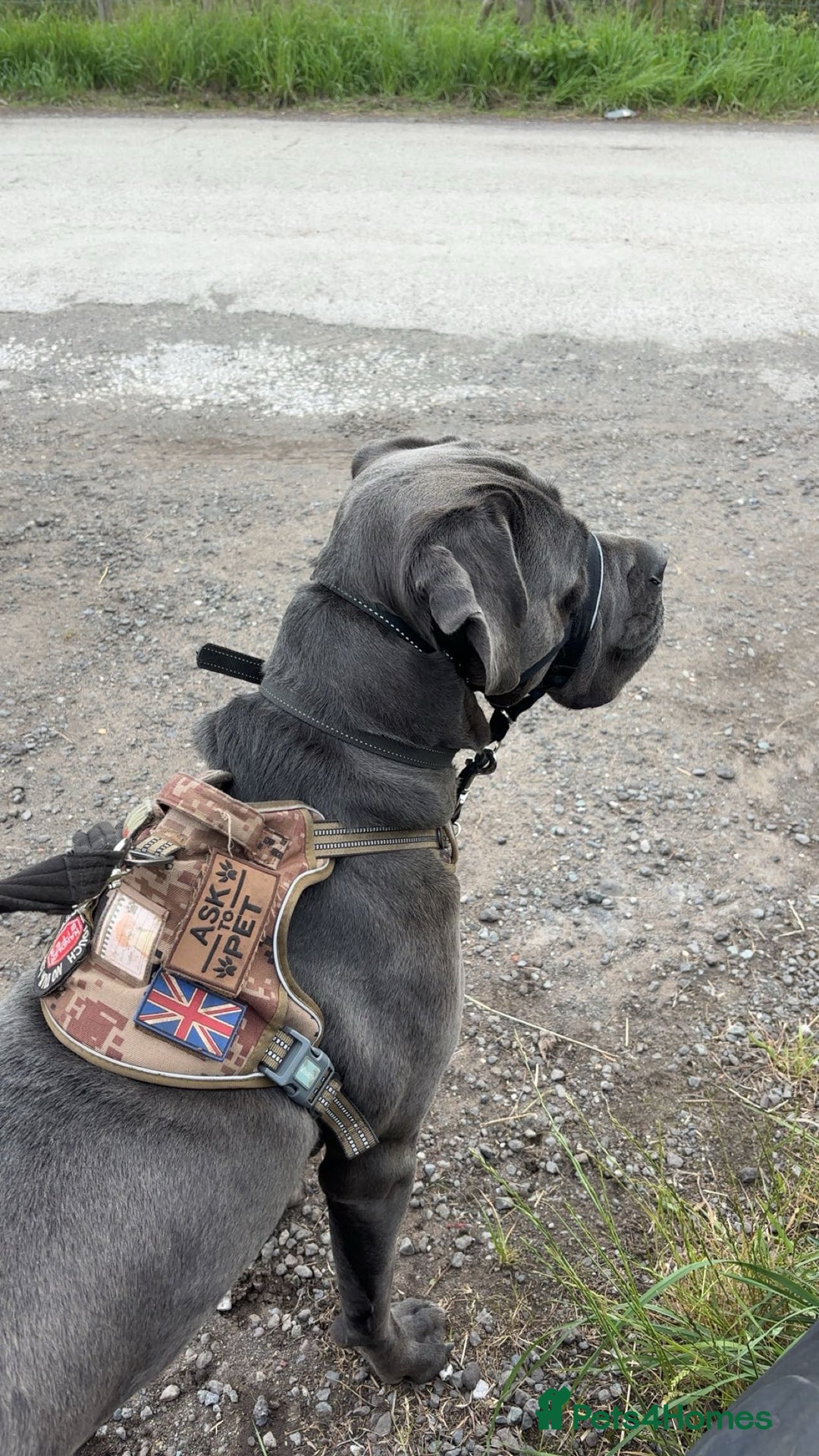 Cane Corso dogs for sale: Conan cane corso - Advert 11