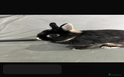 Netherland Dwarf rabbits for sale: Netherland dwarf  rabbits - Image 1