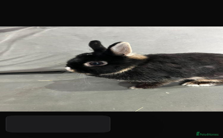 Netherland Dwarf rabbits - Advert 4