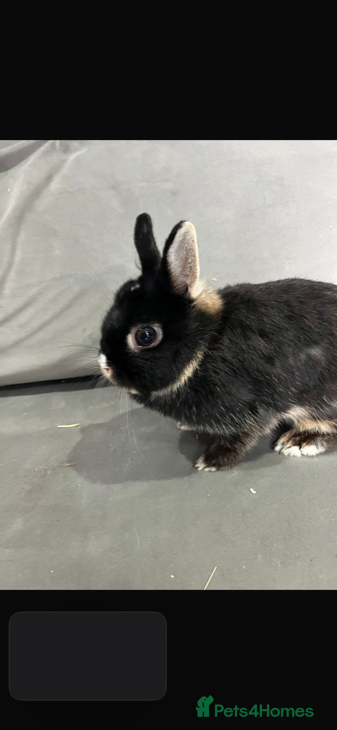 Netherland Dwarf rabbits for sale: Netherland dwarf  rabbits - Image 1