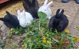 Mixed Breed rabbits for sale: Baby rabbits - Image 1