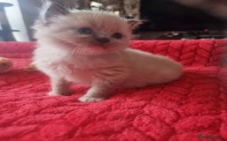 Ragdoll cats for sale: Kitten - Image 21
