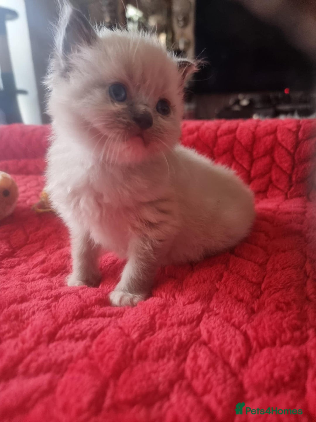 Ragdoll cats for sale: Kitten - Image 21