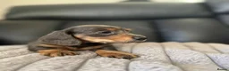 Dachshund dogs for sale: 3 kc Miniature daschunds Puppys  - Advert 10