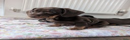 Mixed Breed dogs for sale: Beautiful dachshund puppies  - Advert 4