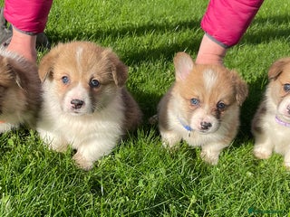 Welsh Corgi Pembroke dogs 7 Beautiful little corgi boys - Advert 3