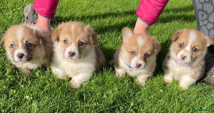Welsh Corgi Pembroke dogs 7 Beautiful little corgi boys - Advert 3