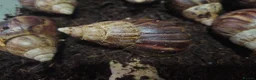 Snails invertebrates for sale: Giant African land snail adults - Advert 3