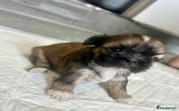 Shih Tzu dogs for sale: Beautiful litter of Shih tzu puppy’s  - Image 9