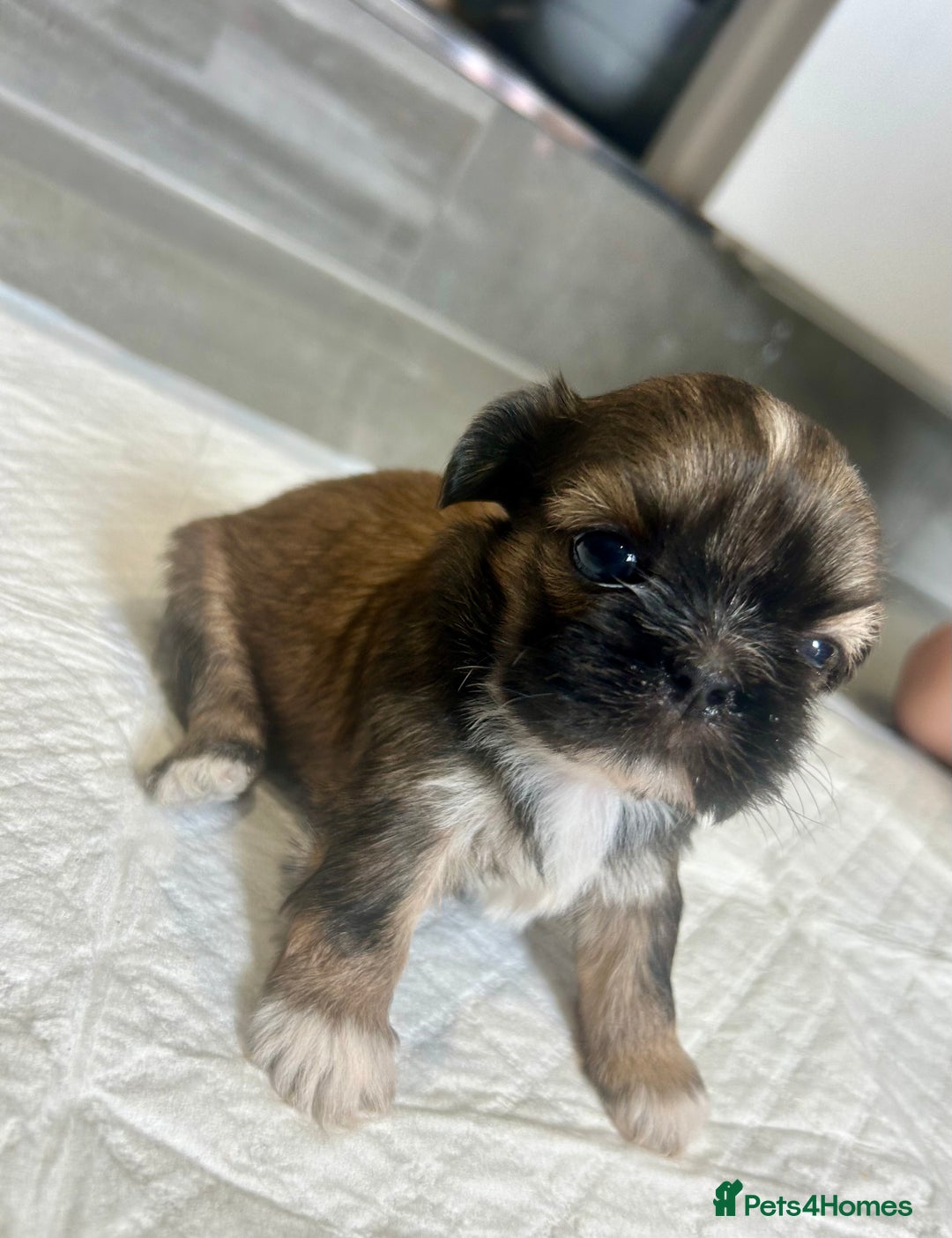 Shih Tzu dogs for sale: Beautiful litter of Shih tzu puppy’s  - Image 9