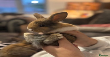 Mini Lop rabbits - Advert 7