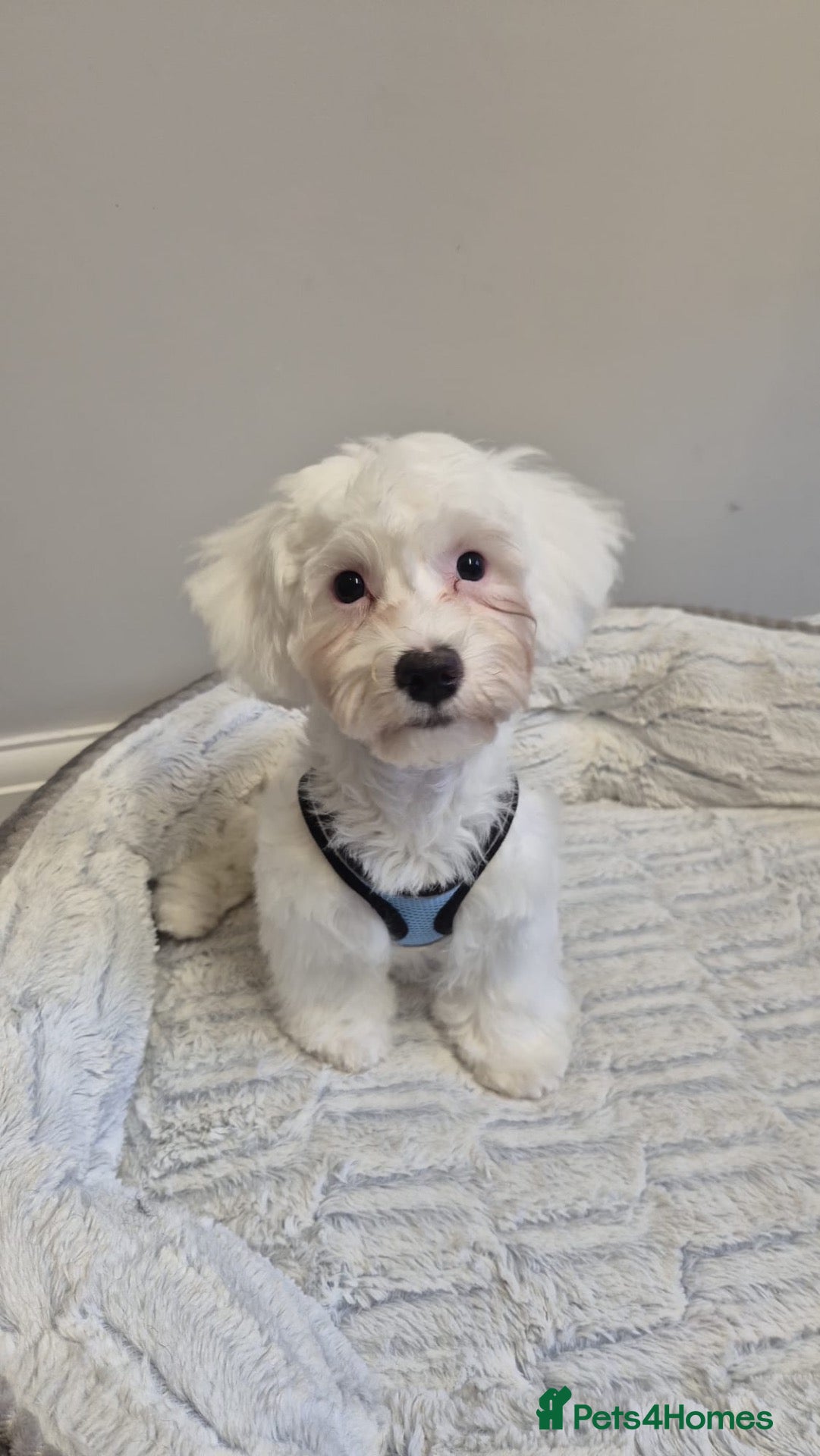 Bichon Frise dogs for sale: Beautiful bichon puppies  - Advert 1
