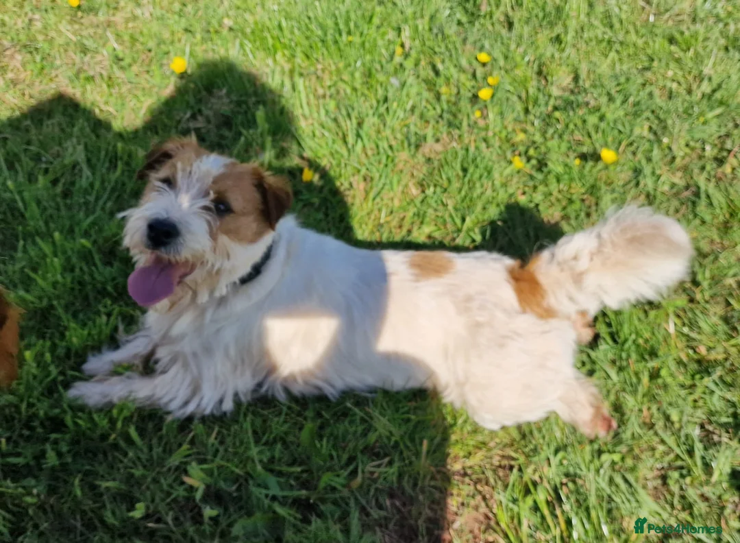 Jack Russell dogs for sale: KC reg Jack Russell pups, parents DNA health teste - Advert 2