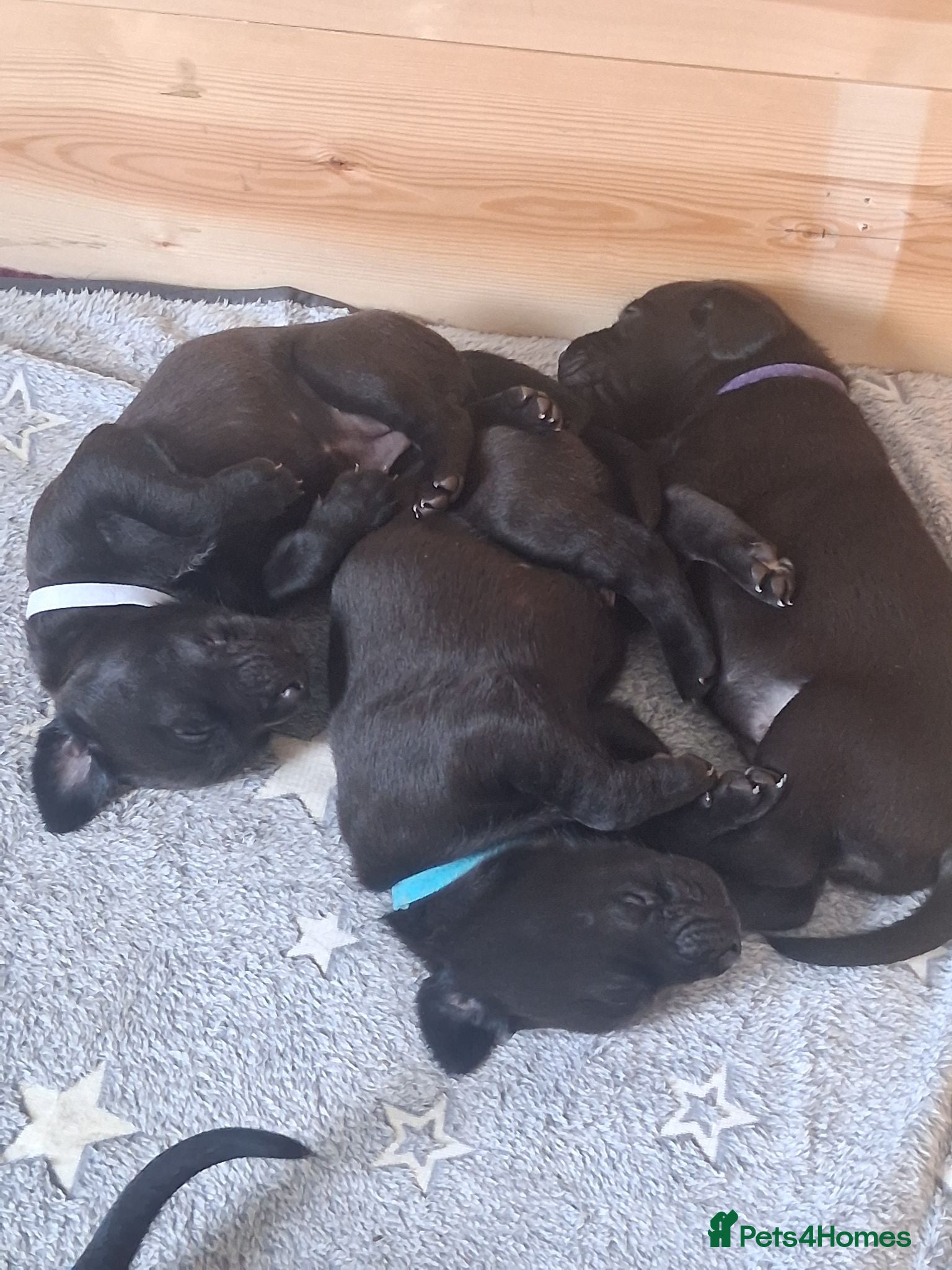 Labrador Retriever dogs Beautiful Working Black Labrador Puppies For Sale - Advert 2