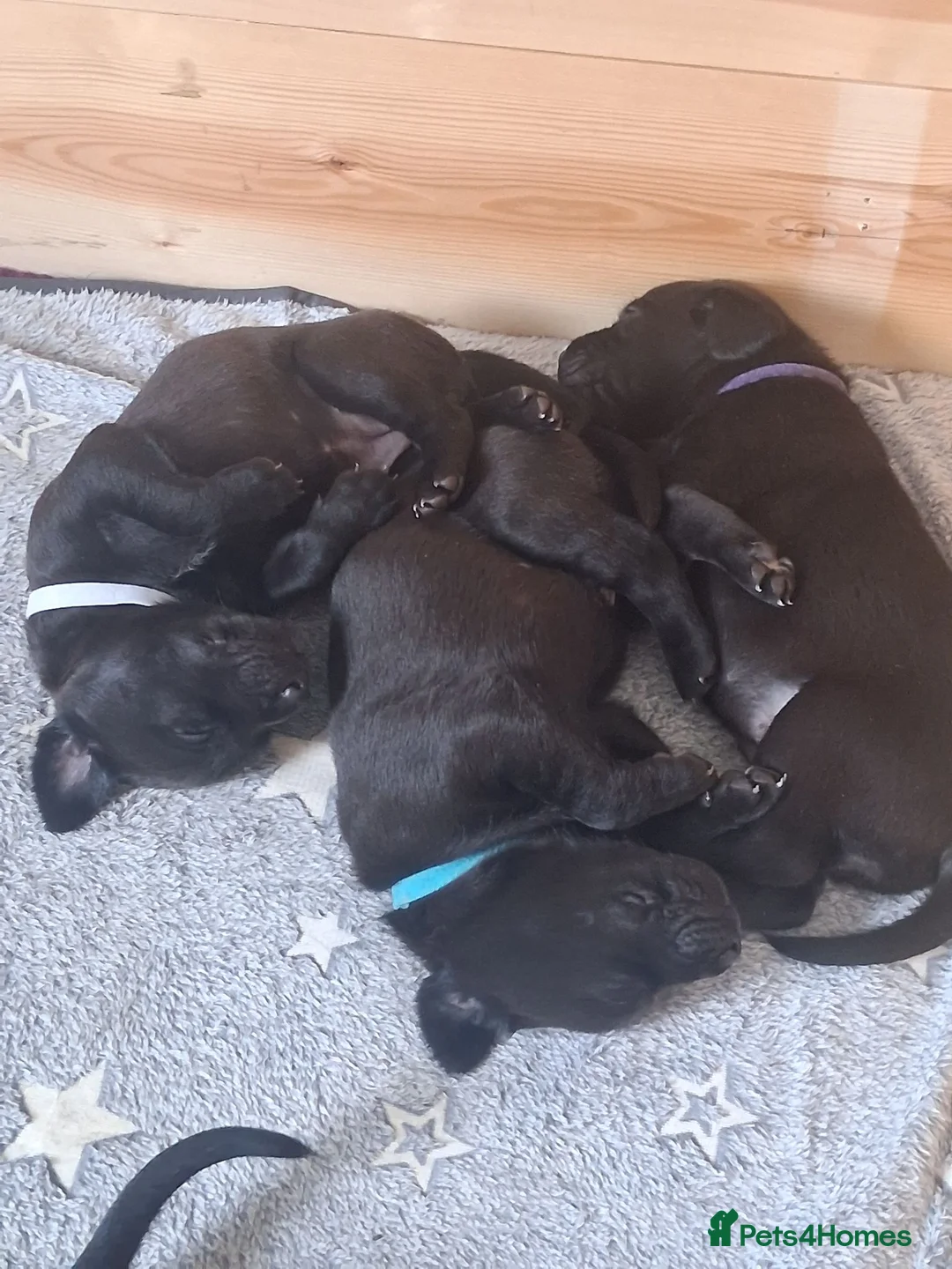 Labrador Retriever dogs for sale: Beautiful Working Black Labrador Puppies For Sale in Chesterfield - Advert 2