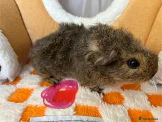 Guinea Pig rodents Female & Male Baby Guinea Pigs - Advert 18