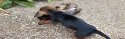 Miniature Dachshund dogs for sale: Miniature Daschunds - Advert 29