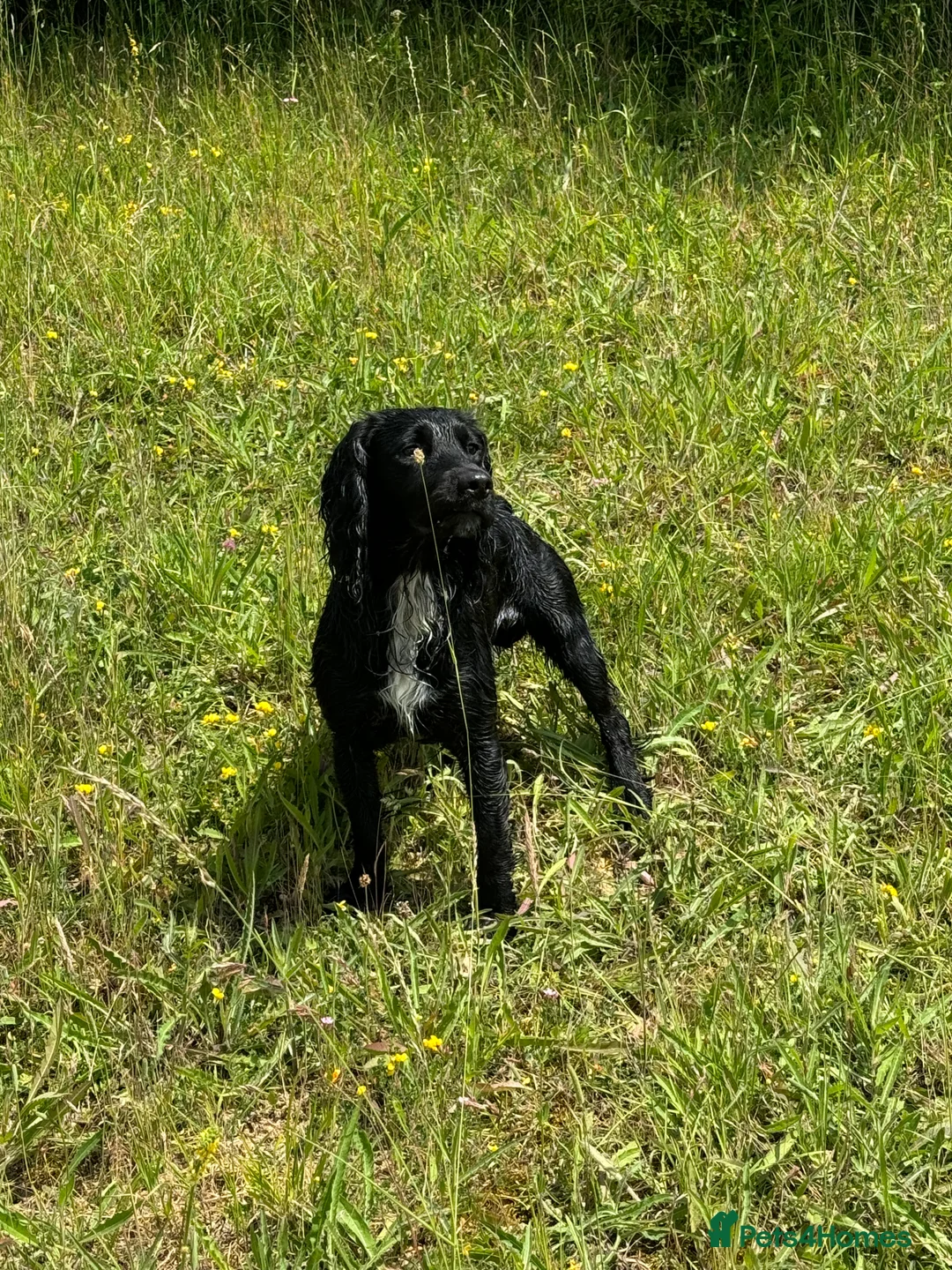 Cocker Spaniel dogs for stud: Working Cocker Spaniel available for Stud  in Chelmsford - Advert 11