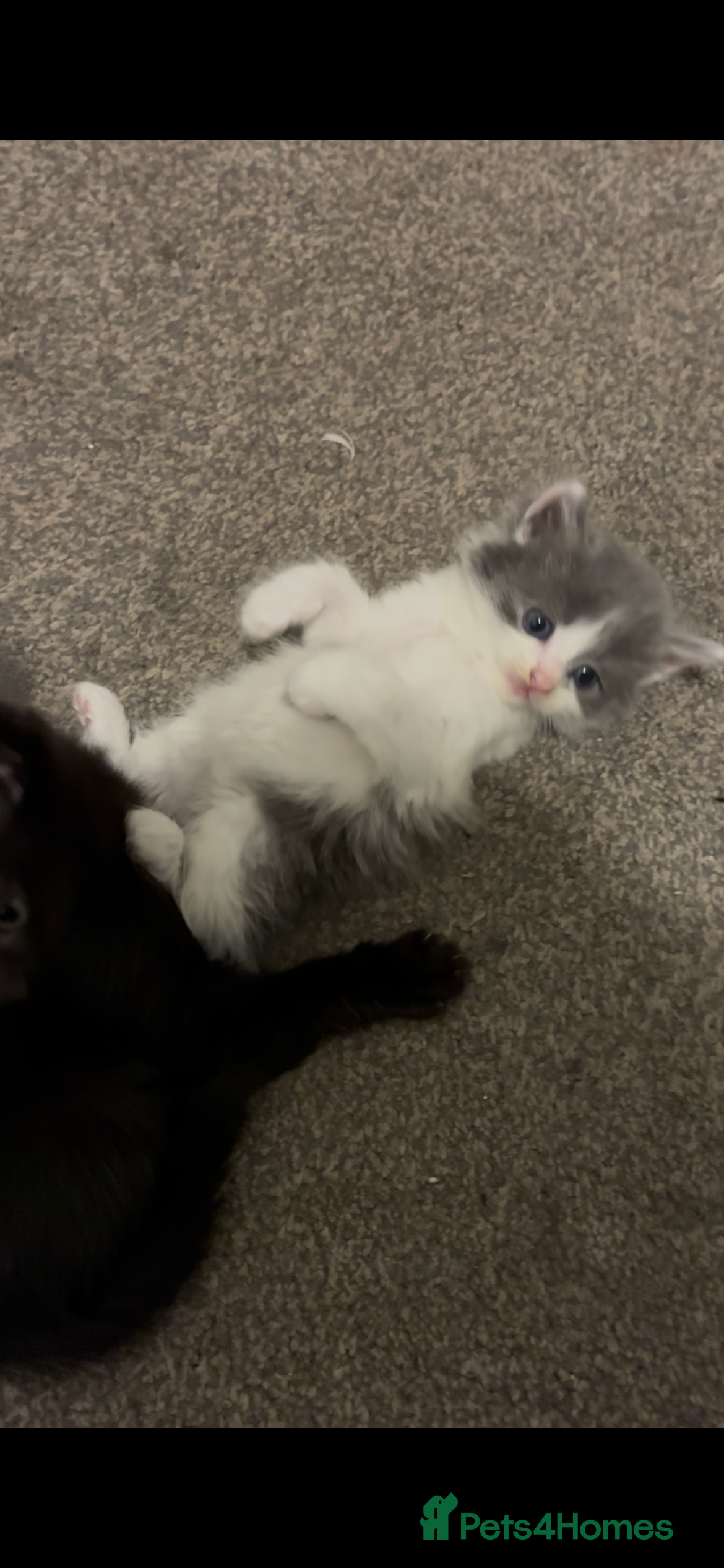 Mixed Breed cats Five kittens looking for their forever home  - Advert 13