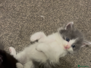 Mixed Breed cats Five kittens looking for their forever home - Advert 1