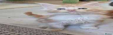 Maine Coon 10