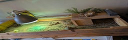 Tortoise reptiles for sale: Horsefield tortoise complete with everything - Advert 6