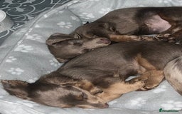 Miniature Dachshund dogs for sale: REDUCED Mini Isabella/tan Dachshunds  VACCINATED - Image 33