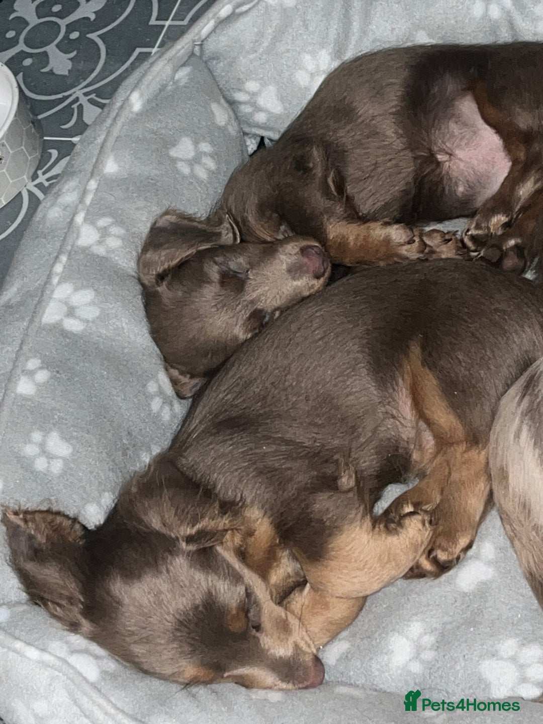 Miniature Dachshund dogs for sale: REDUCED Mini Isabella/tan Dachshunds  VACCINATED - Image 33