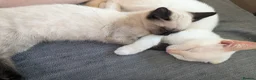 Siamese cats for sale: Seal point Siamese - Advert 4