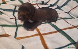 Mixed Breed dogs for sale: Beautiful dachshund mix puppies  - Image 10