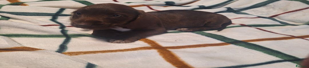 Cocoa