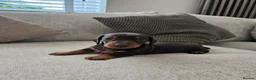 Miniature Dachshund dogs for sale: Miniature Dachshund Chocolate/Tan KC Reg Puppies - Advert 8