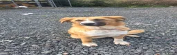 Mixed Breed dogs for sale: Rare Highland Sheppard Puppies Alabai Cross  - Advert 20