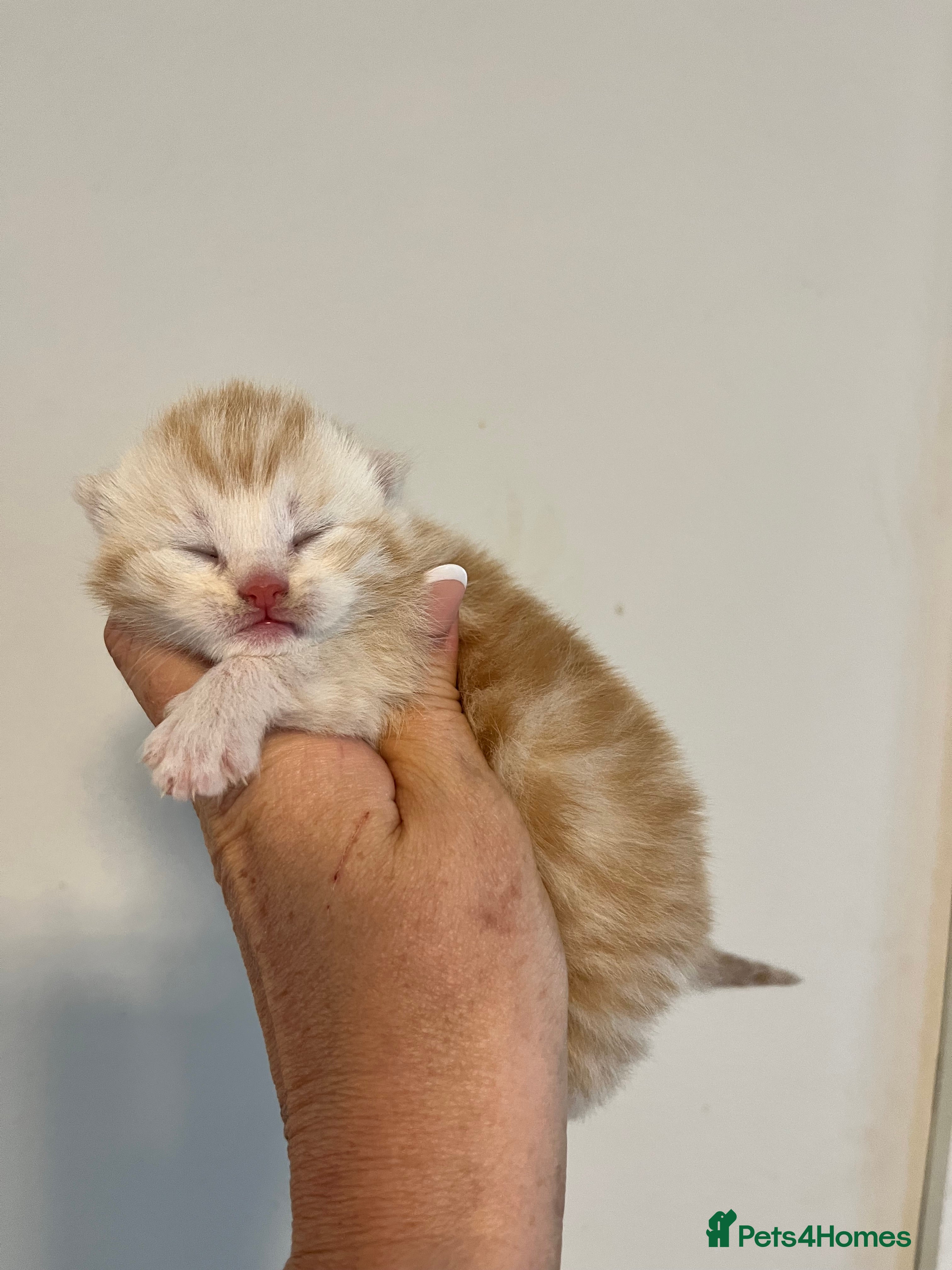 Maine Coon cats 3/4 Maine coon kittens  - Advert 1