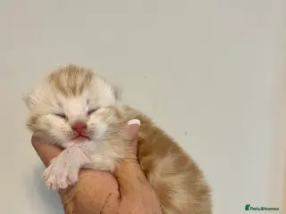 Maine Coon cats 3/4 Maine coon kittens - Advert 1