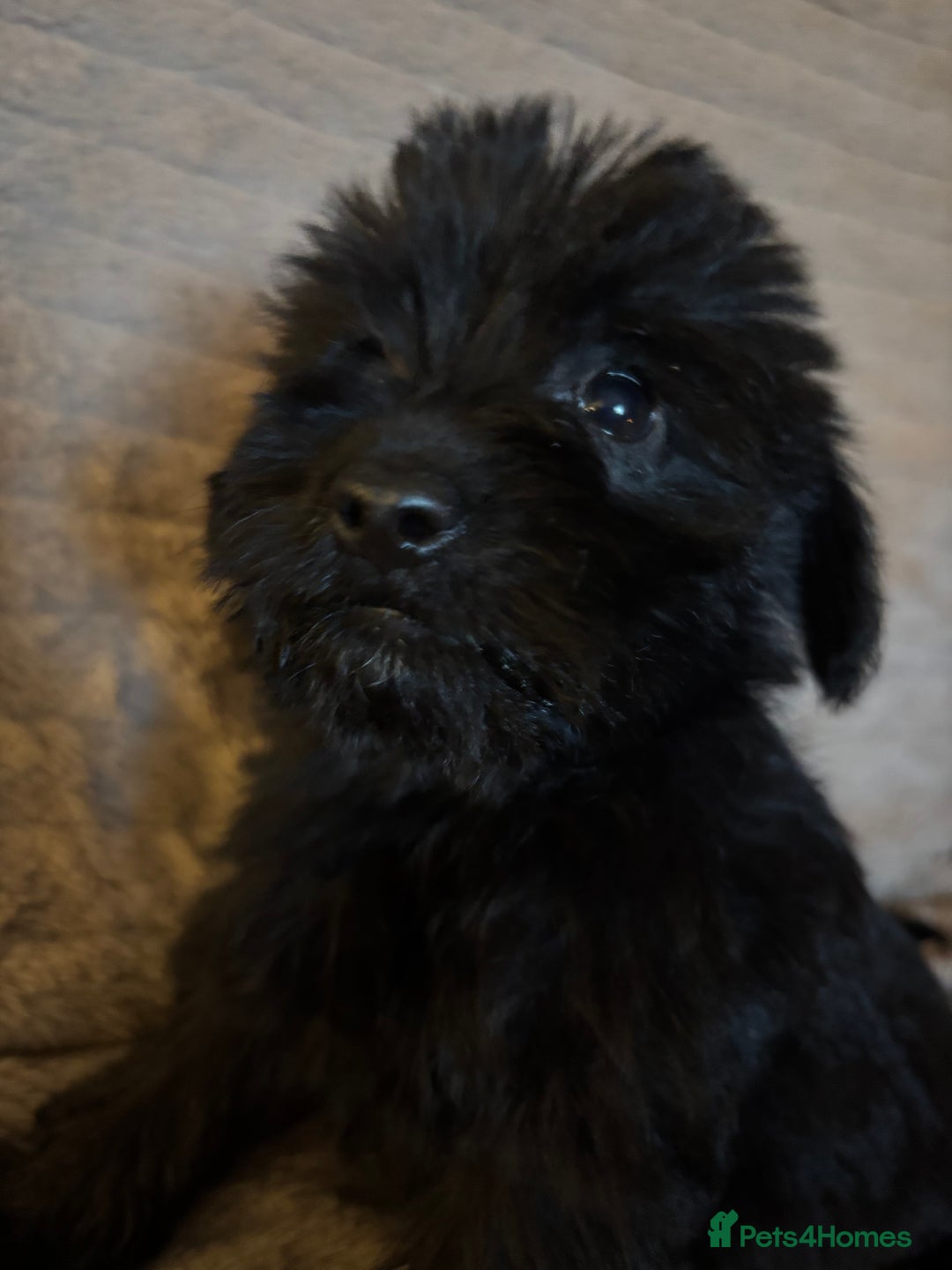 Mixed Breed dogs for sale: Truly special Schnoodle pups *unique colouring* - Advert 28