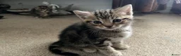 Mixed Breed cats for sale: Beautiful Tabby Kittens - Advert 18