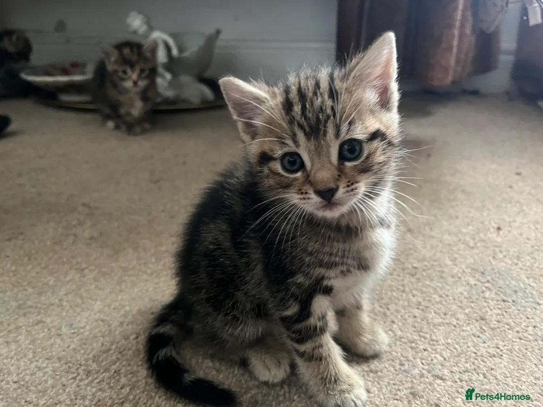 Mixed Breed cats for sale: Beautiful Tabby Kittens - Advert 18