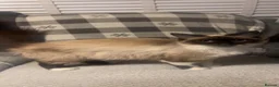 Balinese cats for sale: Beautiful 6 kittens half Balinese  - Advert 5