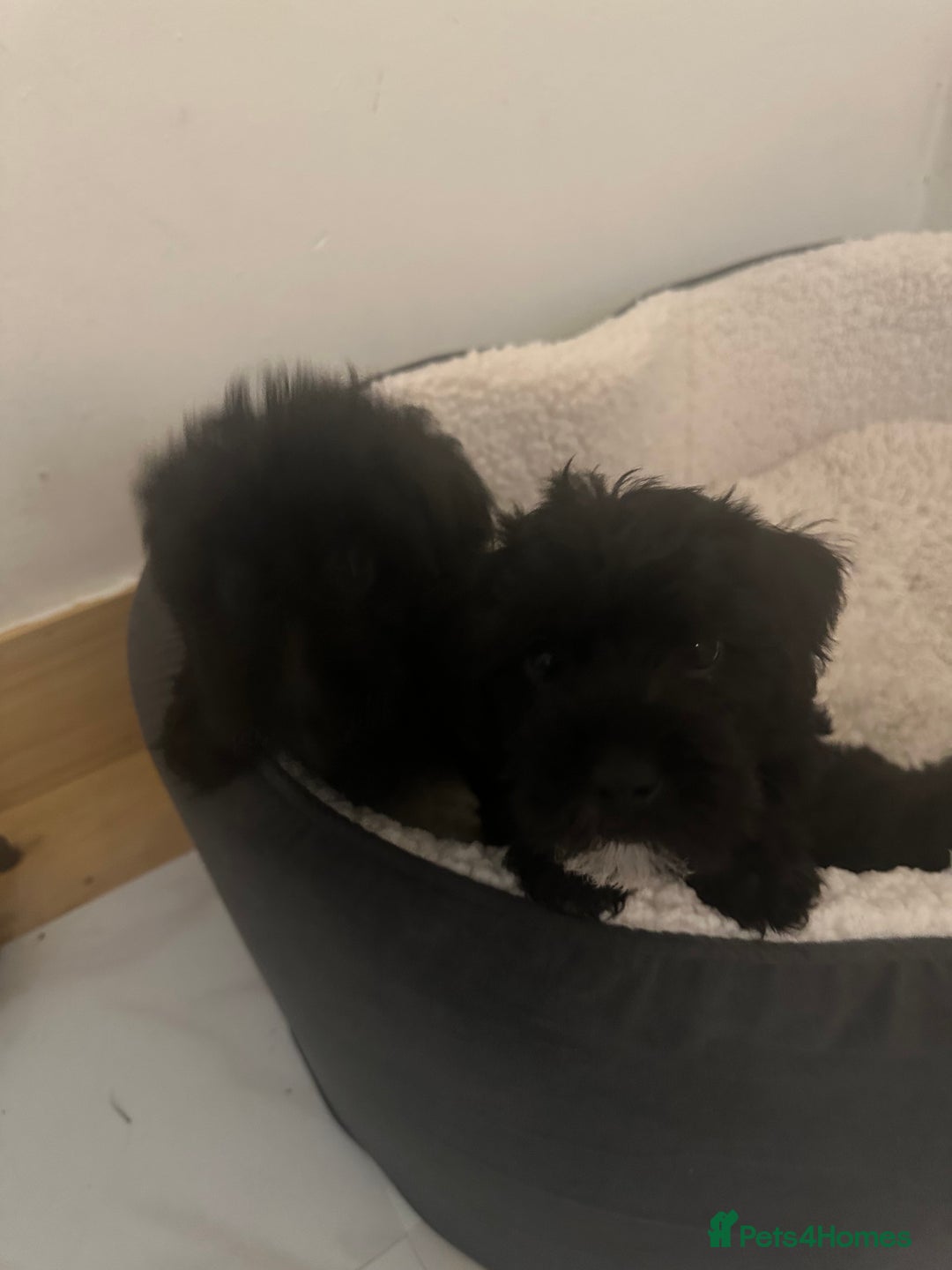 Yorkiepoo dogs for sale: 5 Beautiful F1 Yorkiepoo’s - Image 3
