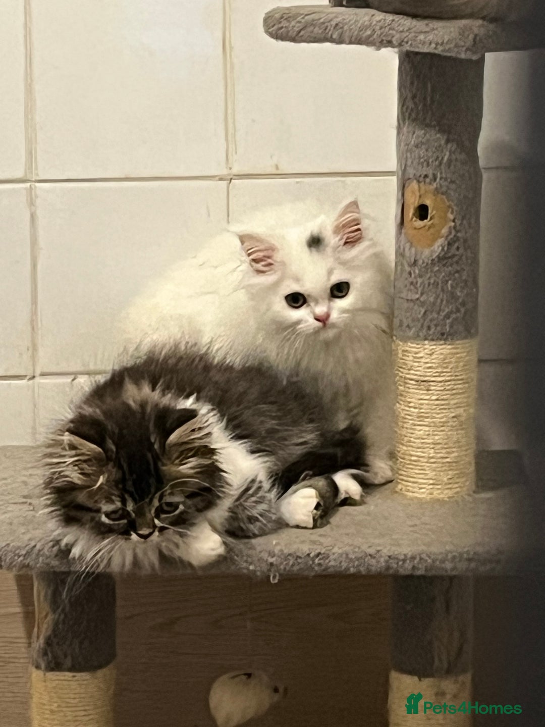Turkish Angora cats for sale: Turkish Angora x Persian  - Image 8