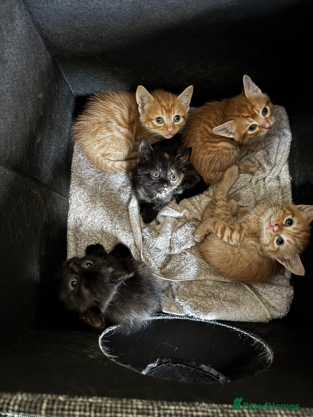 Mixed Breed cats for sale: Beautiful mixed breed kittens - Image 6